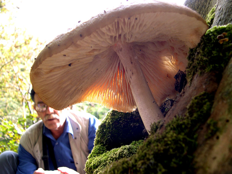 Xerula radicata e un saluto all''amico Gi�